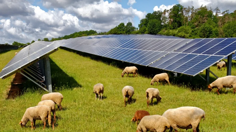Balancing Renewable Energy and Wildlife Preservation: A Close Look at Solar Farms