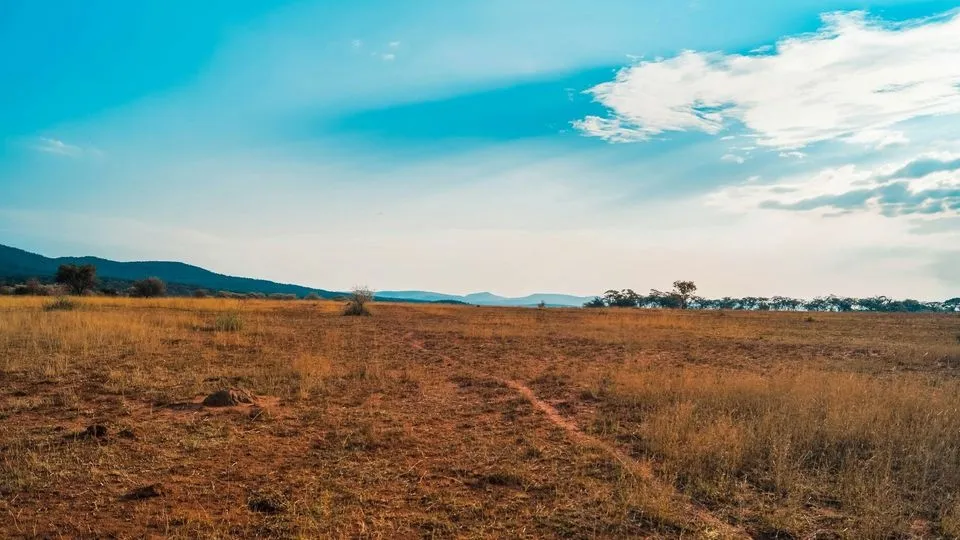 The Risk of Misguided Reforestation: How Africa’s Savannas and Grasslands are Under Threat