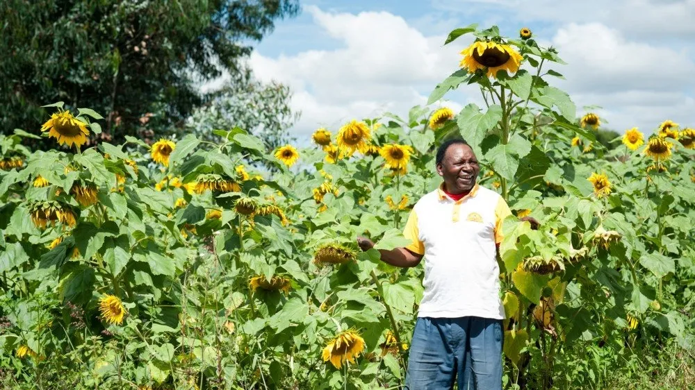 Understanding the Influence of Climate and Environmental Variables on Sunflower Planting Season in Tanzania