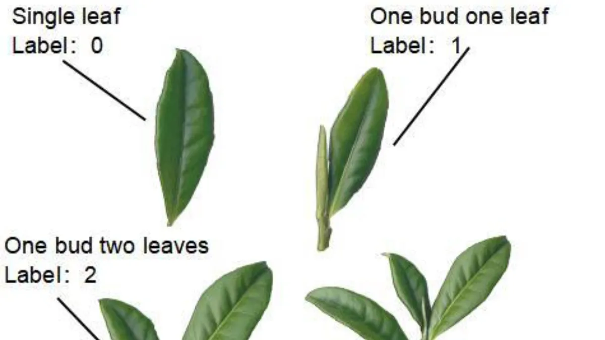 Leveraging AI and Image Recognition to Enhance Tea Quality: A Revolutionary Approach
