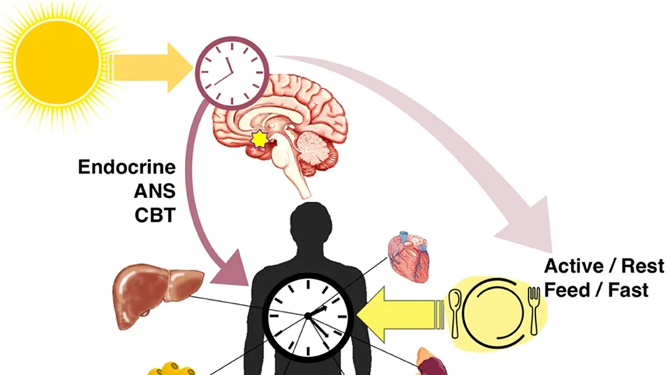 The Impact of Circadian Rhythm and Diet on Metabolic Health