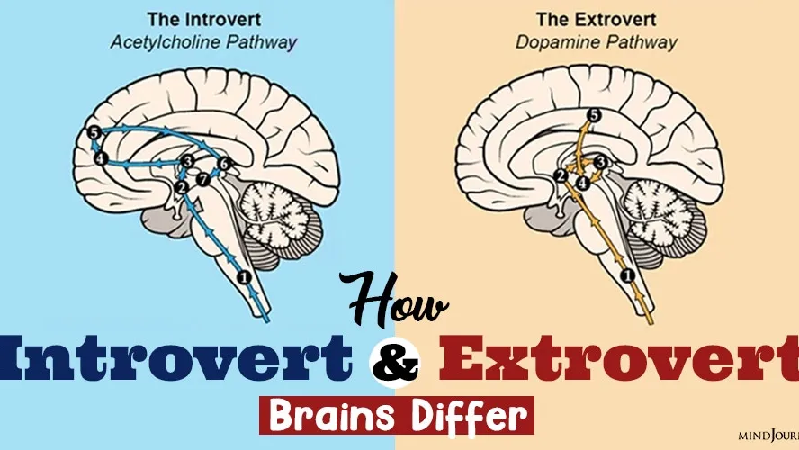 Unveiling the Neurological Differences: How Introvert and Extrovert Brains React to Dopamine