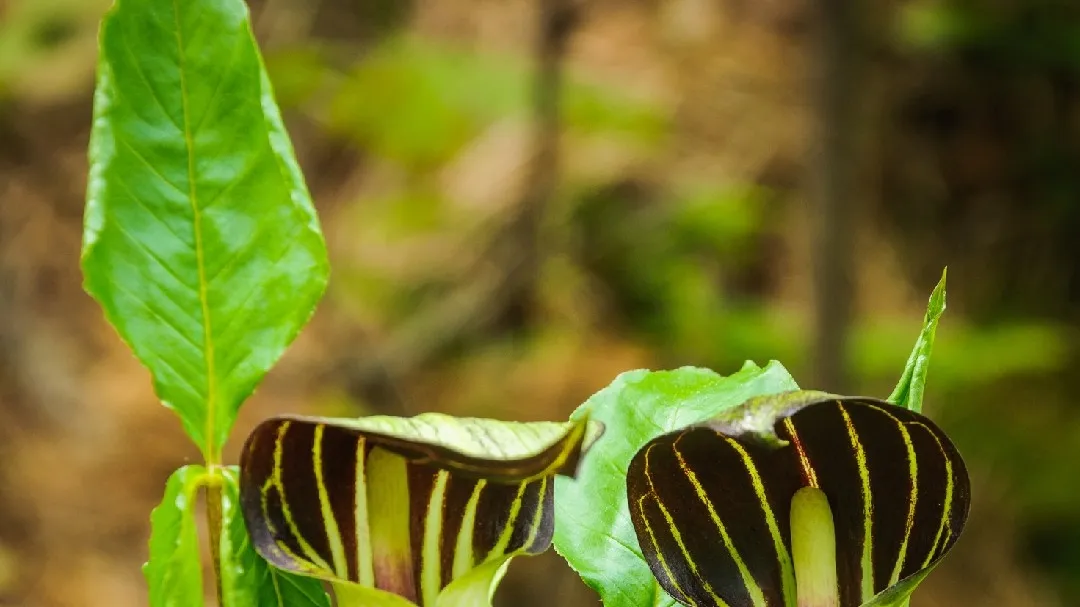 Revealing the Intricate Dance Between Flowers and Pollinators: A Study on Jack-in-the-Pulpit Flowers
