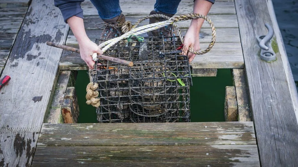 Continued Ban on Oyster Fishing in Lough Foyle: A Step Towards Sustainable Fisheries