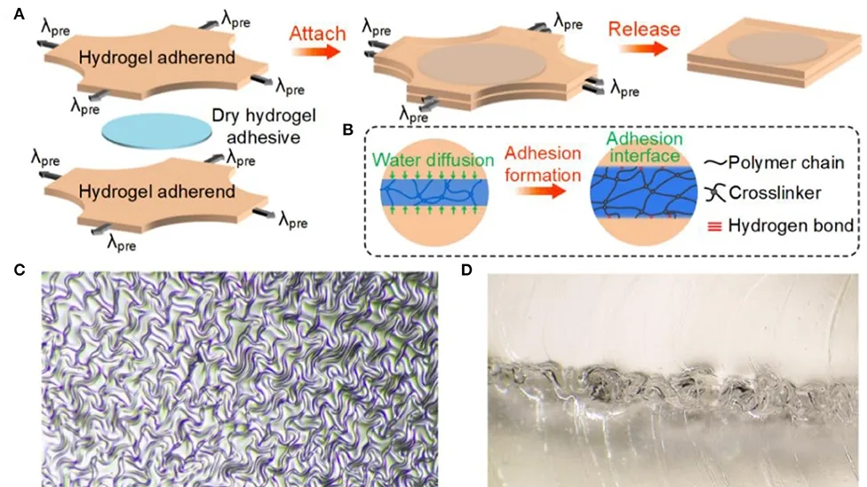 Revolutionizing Wound Care: McGill University’s Breakthrough in Hydrogel Technology