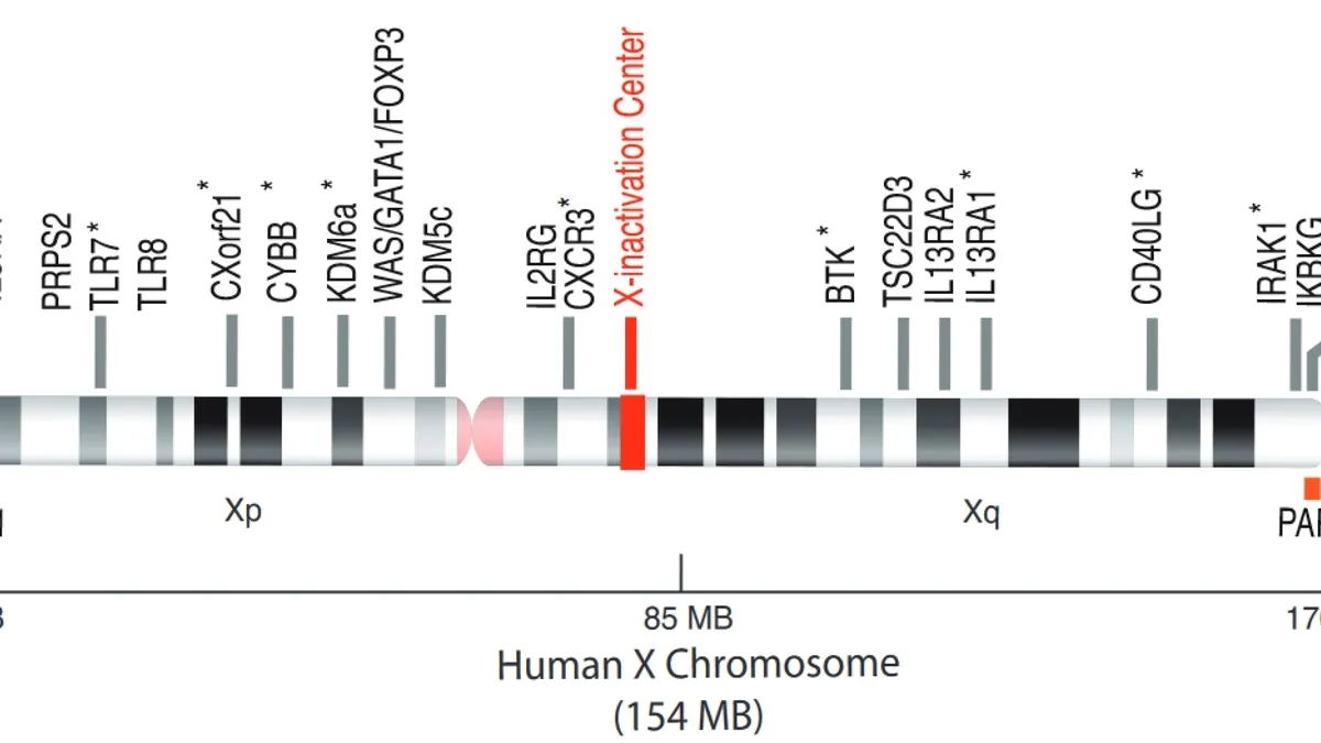 The X Factor: Understanding the Role of the X Chromosome in Autoimmune Diseases