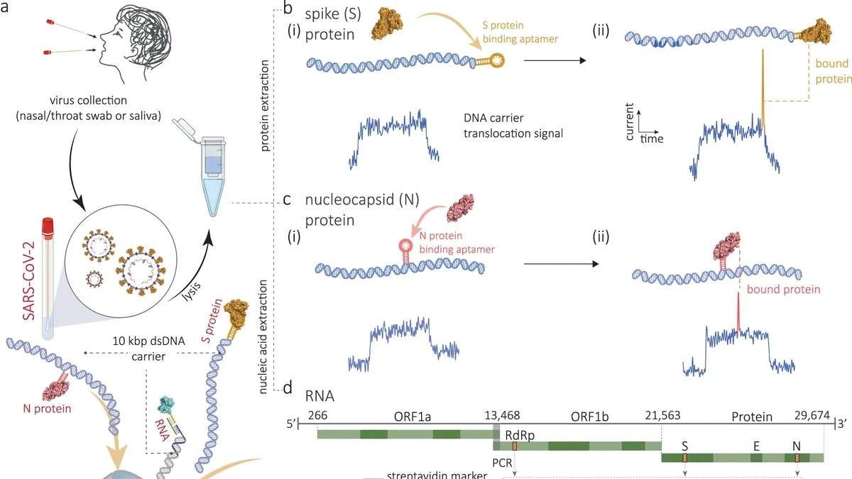 Revolutionizing Pathogen Testing: A Faster Detection Method for Mpox Virus Using CRISPR and Nanopore Sensing