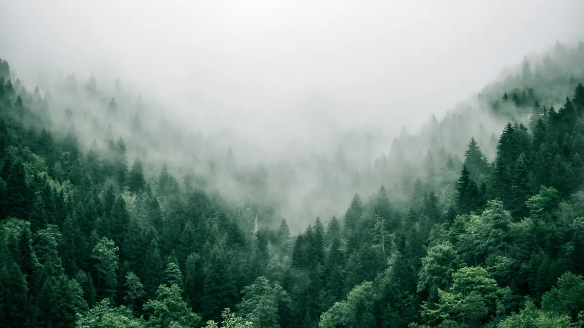 The Vital Role of Forests in Climate System: A Deep Dive into Recent Studies