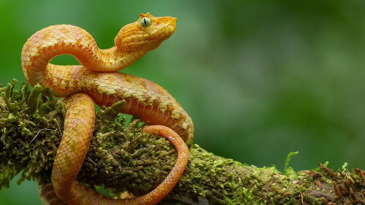 Discovering New Species: The Fascinating World of Eyelash Vipers