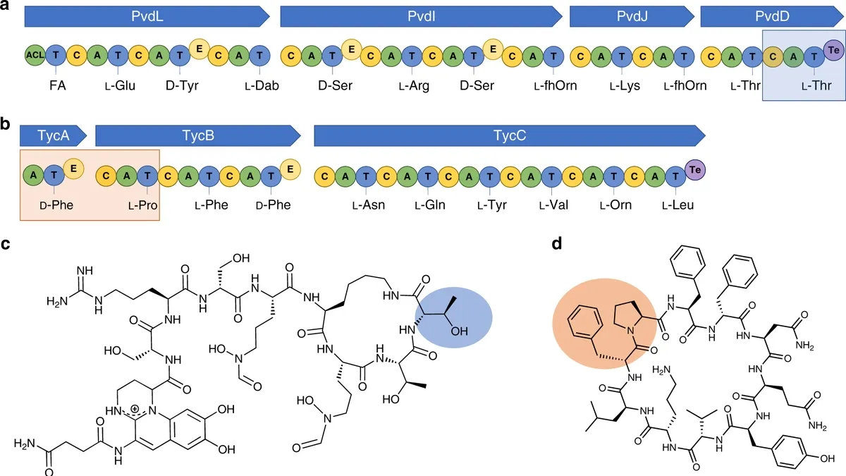 Reprogramming Nonribosomal Peptide Synthetases: A Novel Approach in Therapeutics
