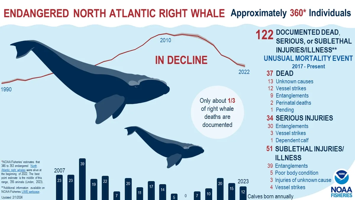 The Fight to Save the North Atlantic Right Whales: Conservation Efforts and Challenges