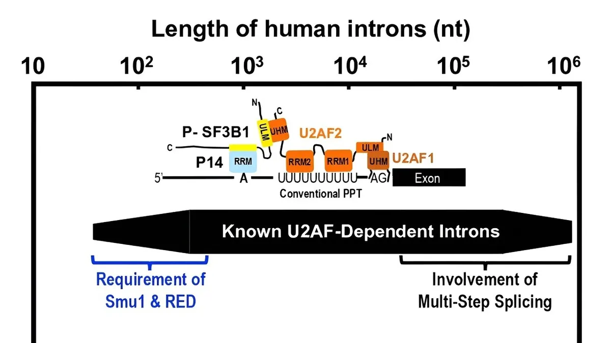 Unveiling a Novel Splicing Mechanism in Human Short Introns: The Crucial Role of RBM17 and SAP30BP