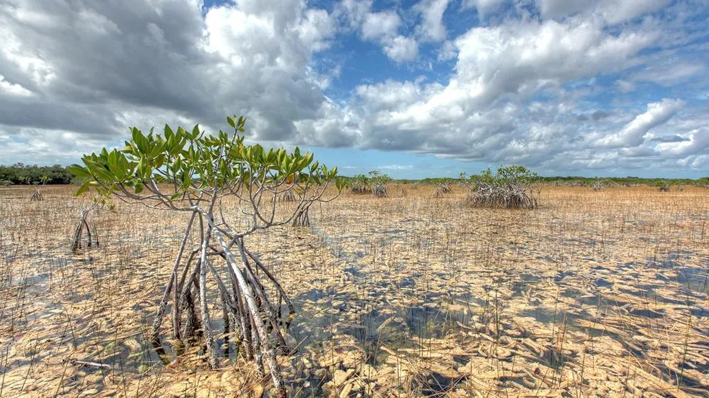 The Role of Mutualism in Nature: A Close Look at the Everglades’ Periphyton