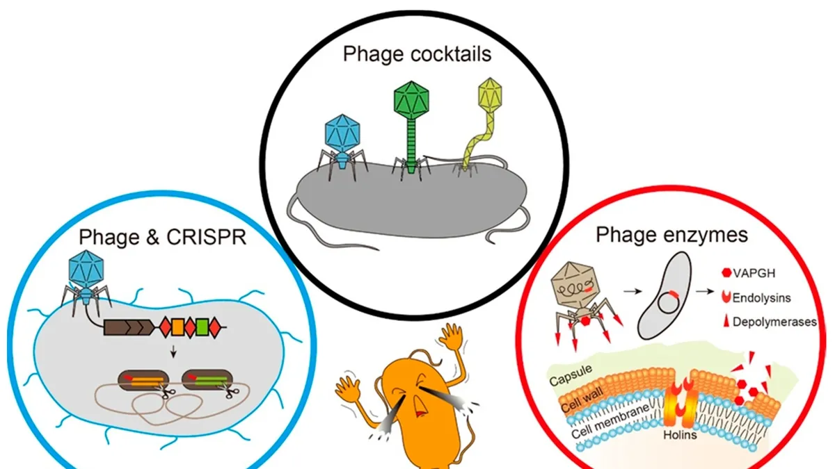 Phage Therapy: A Potential Solution to Antibiotic Resistance