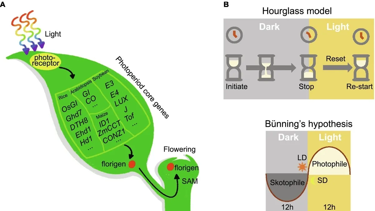 Decoding Plant Growth: The Impact of Daylength and Molecular Mechanisms