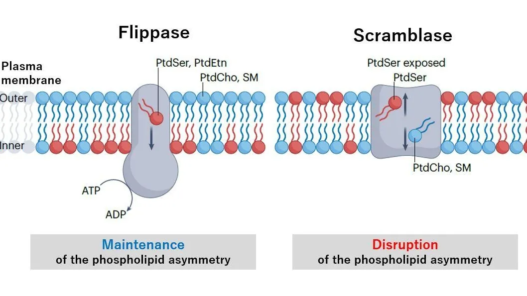 Understanding the Role of Plasma Membrane Flippases and Their Intricate Regulation