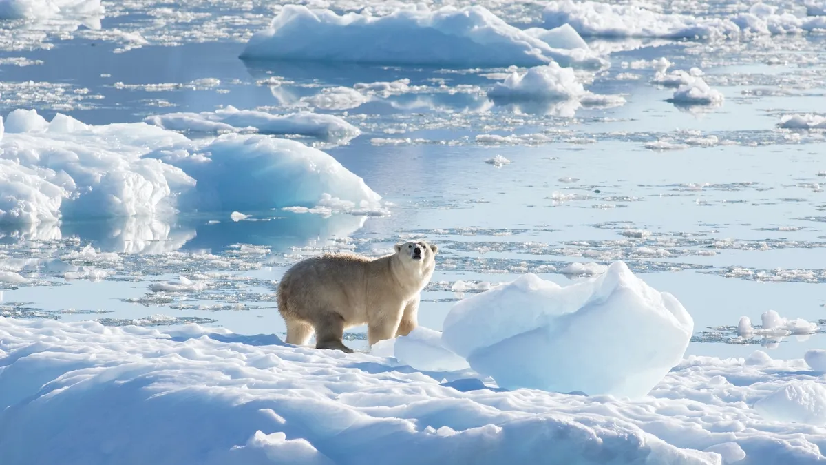 Polar Bears’ Struggle for Survival as Sea Ice Melts: A Glimpse into the Dire Consequences of Climate Change