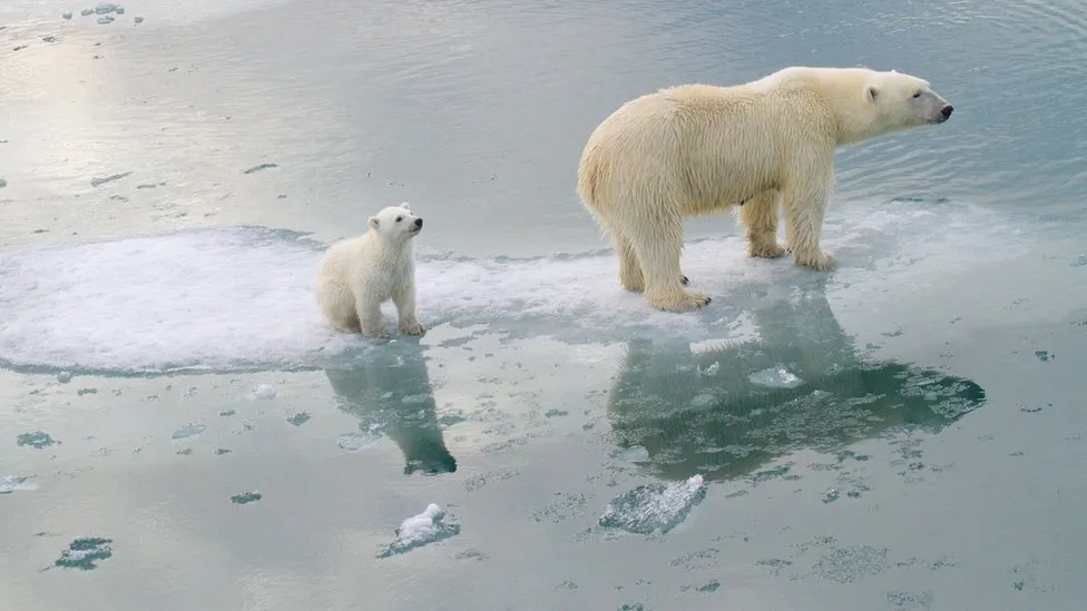 The Impact of Climate Change on Polar Bears: A Struggle for Survival