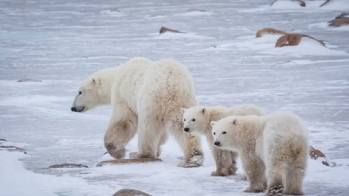Polar Bears Struggle to Survive Amid Changing Arctic Landscape
