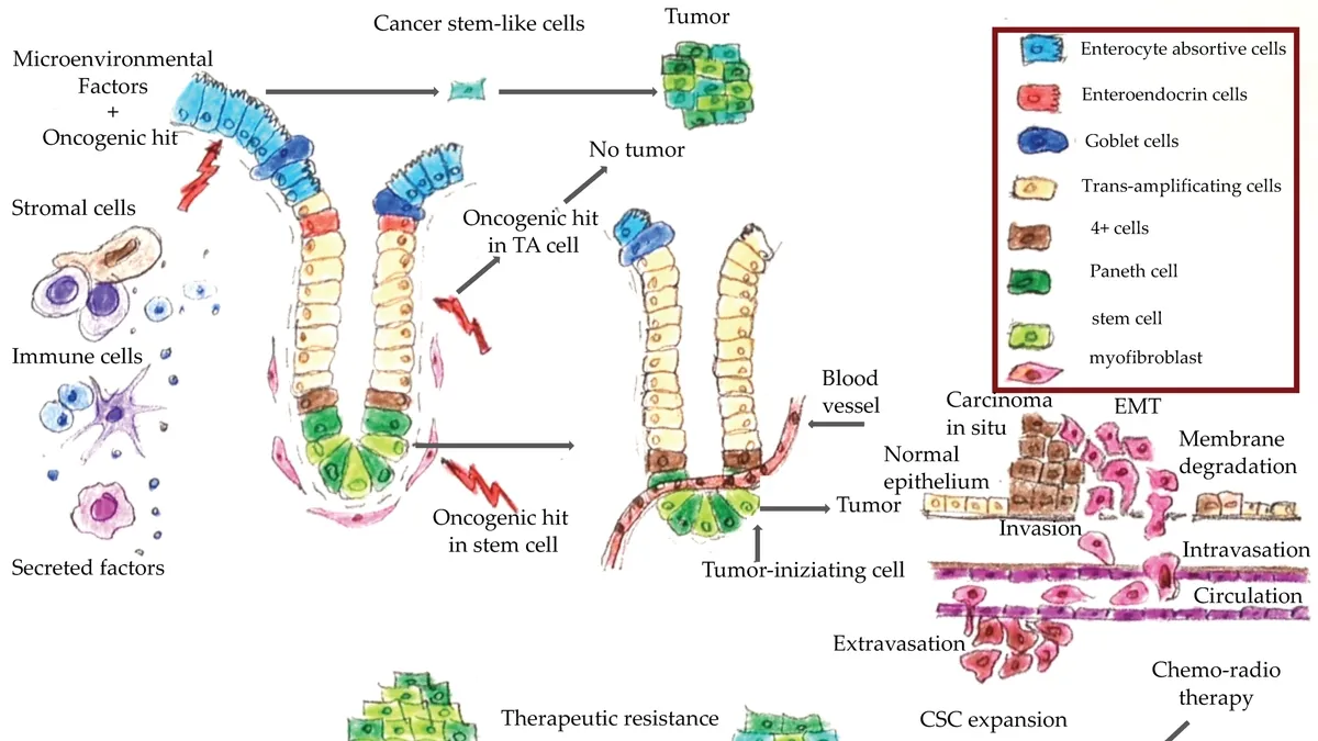 Unveiling the Role of Immune System Protein as a Potential Biomarker in Colon Cancer