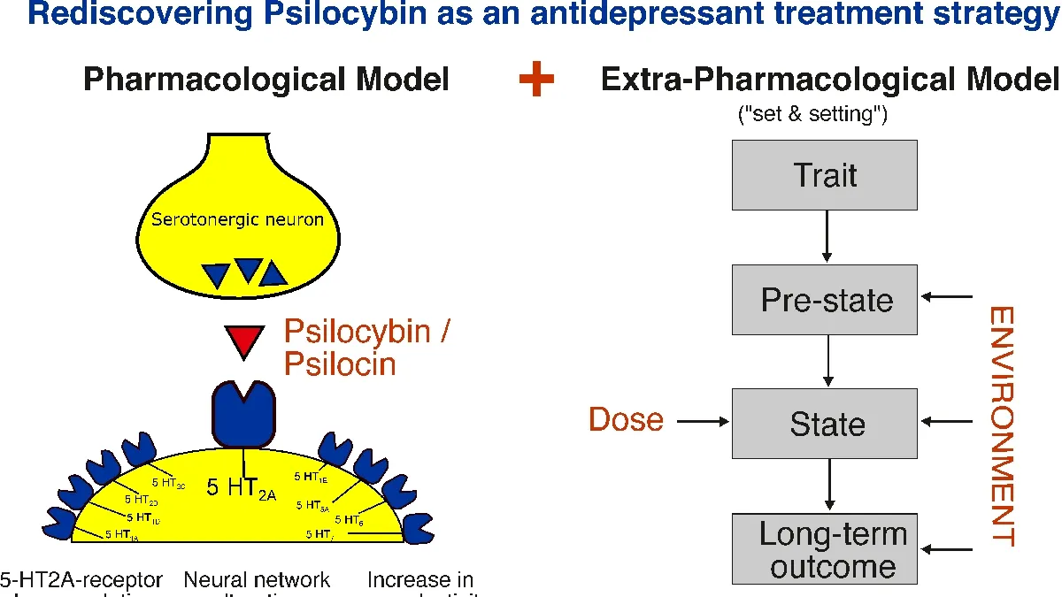 The Role of Psilocybin in Treating Depression: A Focus on Empathy and Prosocial Behavior