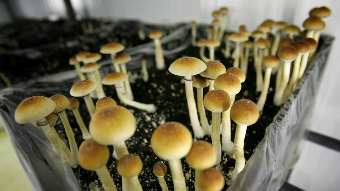 The Rising Trend of Psilocybin: A Double-Edged Sword?