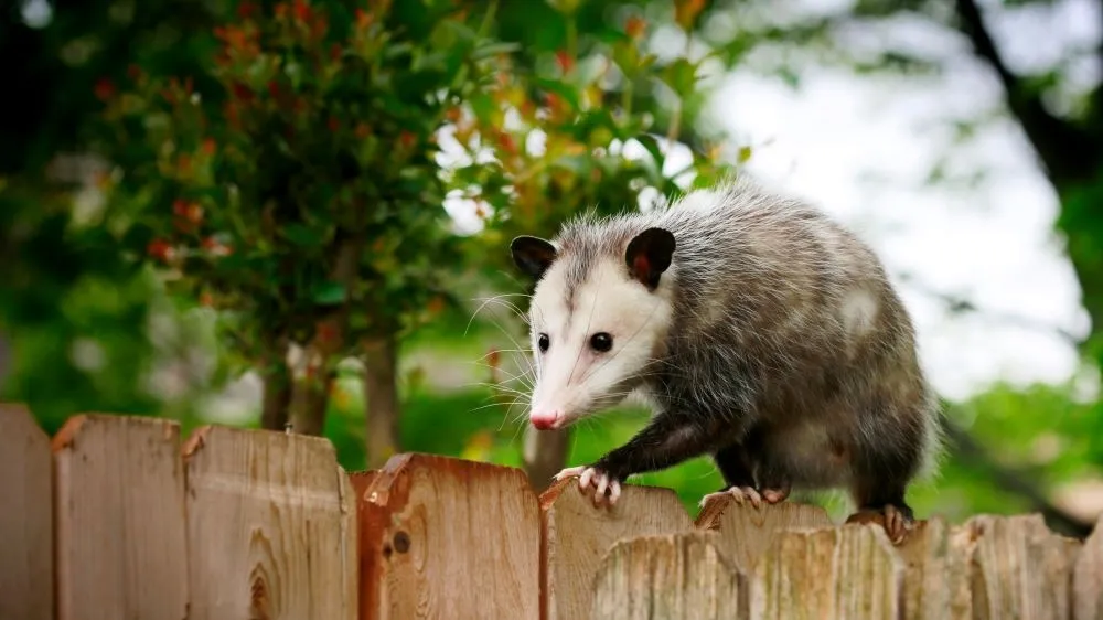 Rabies in Urban Environment: A Closer Look at Opossums as a Vector