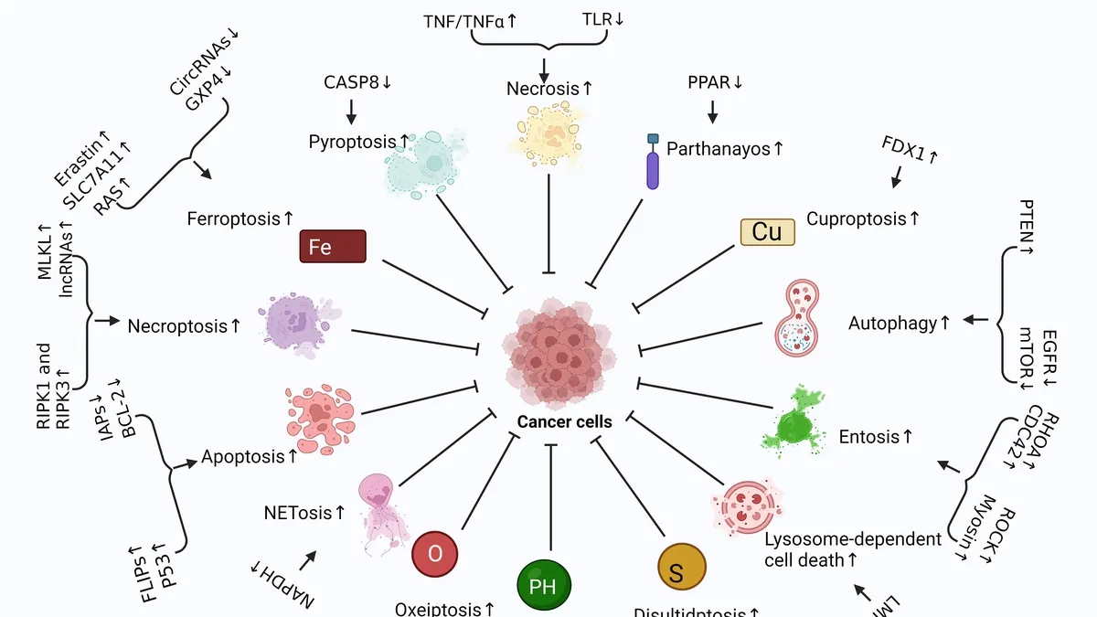 Decoding Regulated Cell Death in Glioma: Prospects for Future Therapies