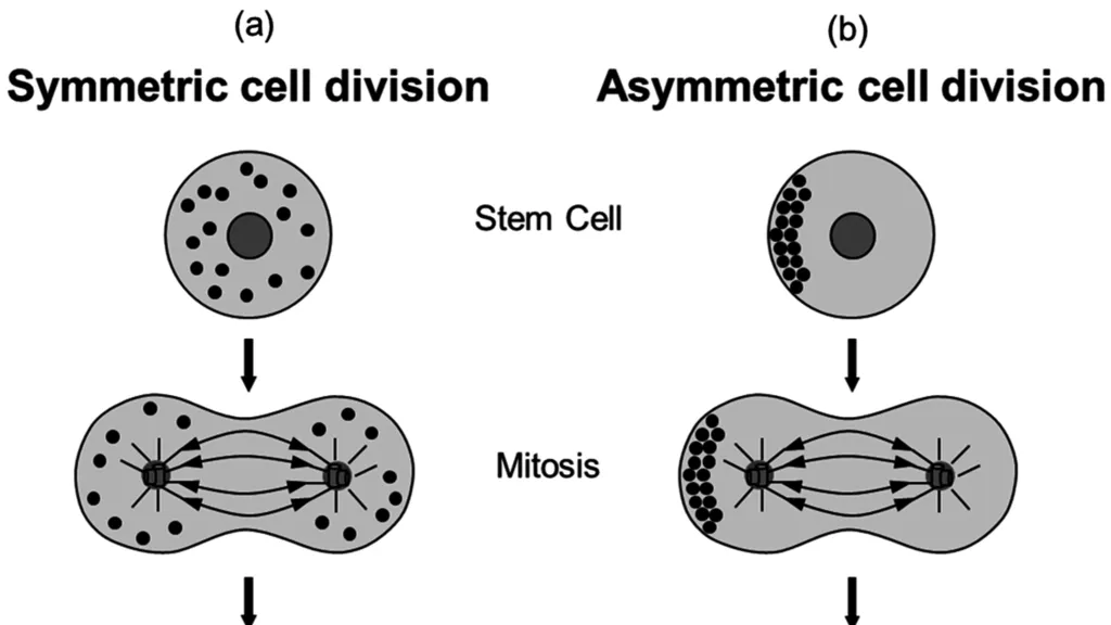 Decoding the Mystery of Stem Cell Division: Insights from Plant Roots