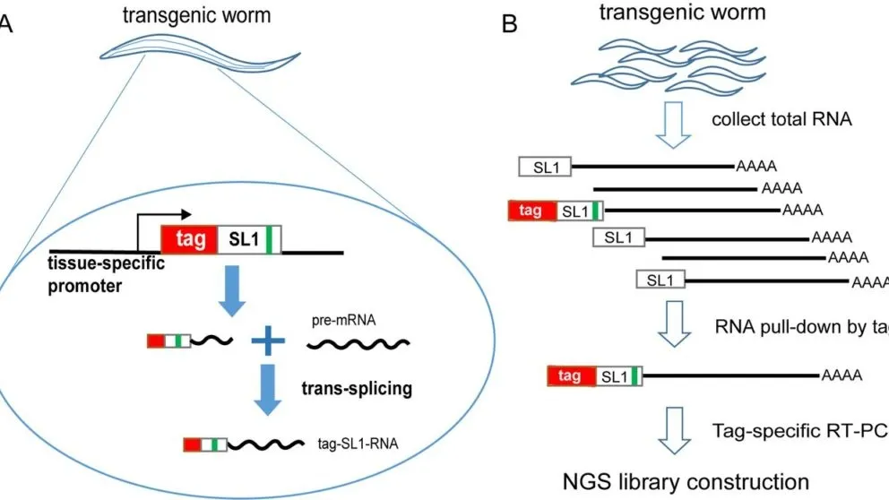 Harnessing Bird Retrotransposons for Safe, Efficient Gene Therapy: A New RNA Delivery Approach