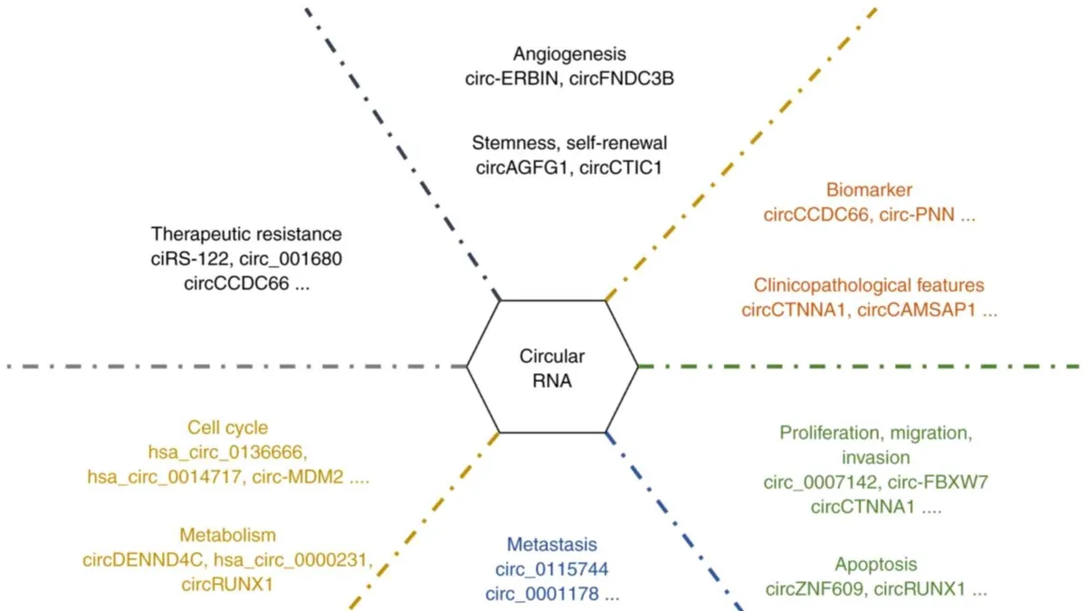 The Role of Circular RNAs in Colorectal Cancer: A New Frontier in Cancer Research and Treatment