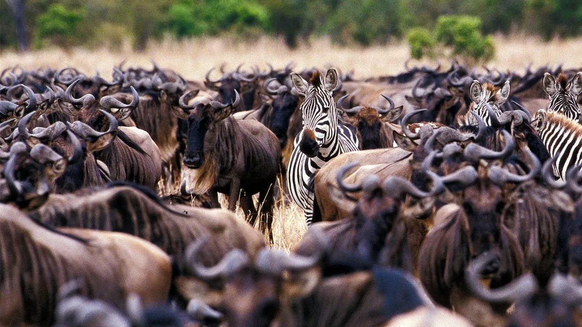 Understanding the Serengeti Migration: A Study of Zebra, Wildebeest, and Gazelle