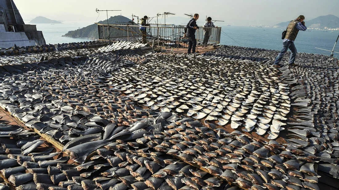 The Dark Realities of the Shark Fin Trade: Undercover Revelations and the Hope of DNA Barcoding