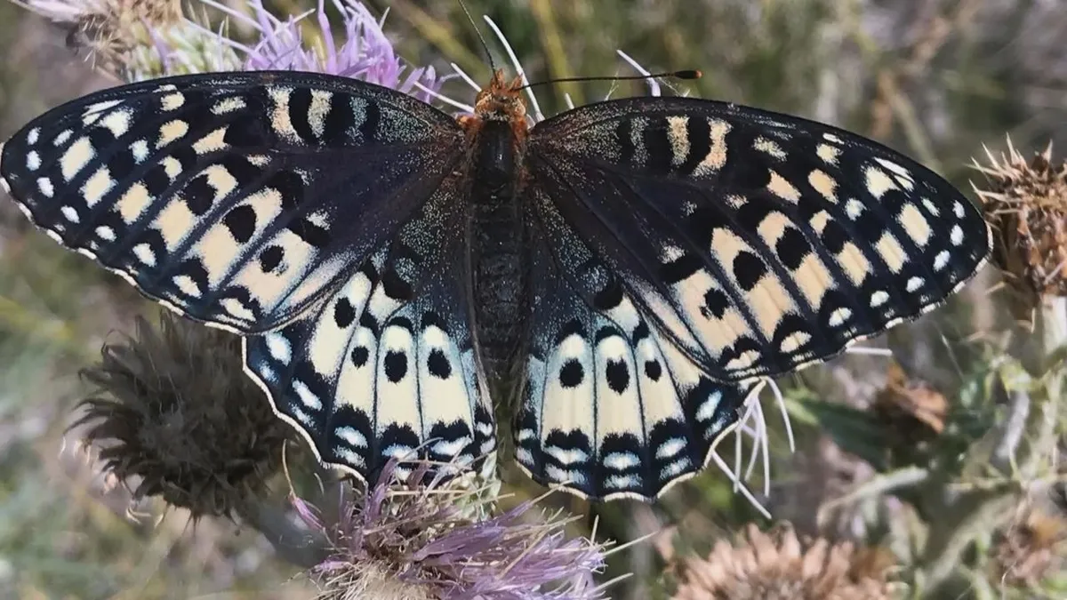 The Plight of the Silverspot Butterfly: Climate Change, Habitat Loss, and the Fight for Survival