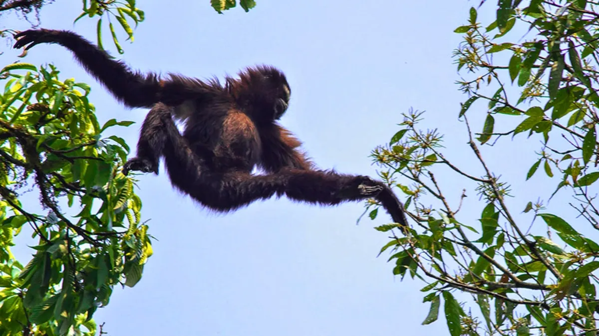 The Return of Skywalker Gibbons: New Study Reveals the Existence of Endangered Primates in Myanmar