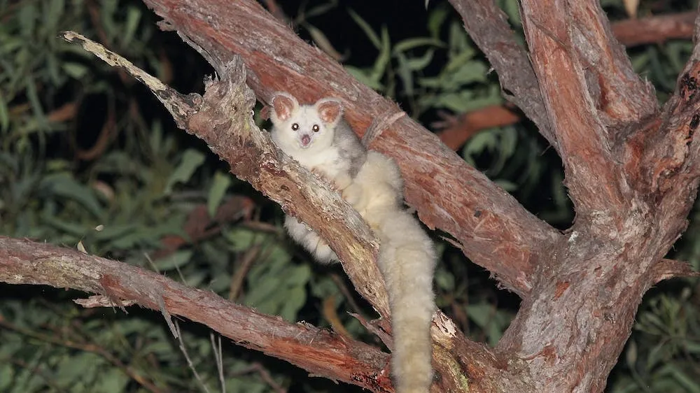 Saving Australia’s Iconic Southern Greater Glider: A Race Against Time