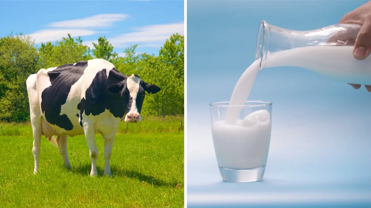 Celebrating a Century of Milk Safety: Insights into U.S. Dairy Industry Standards