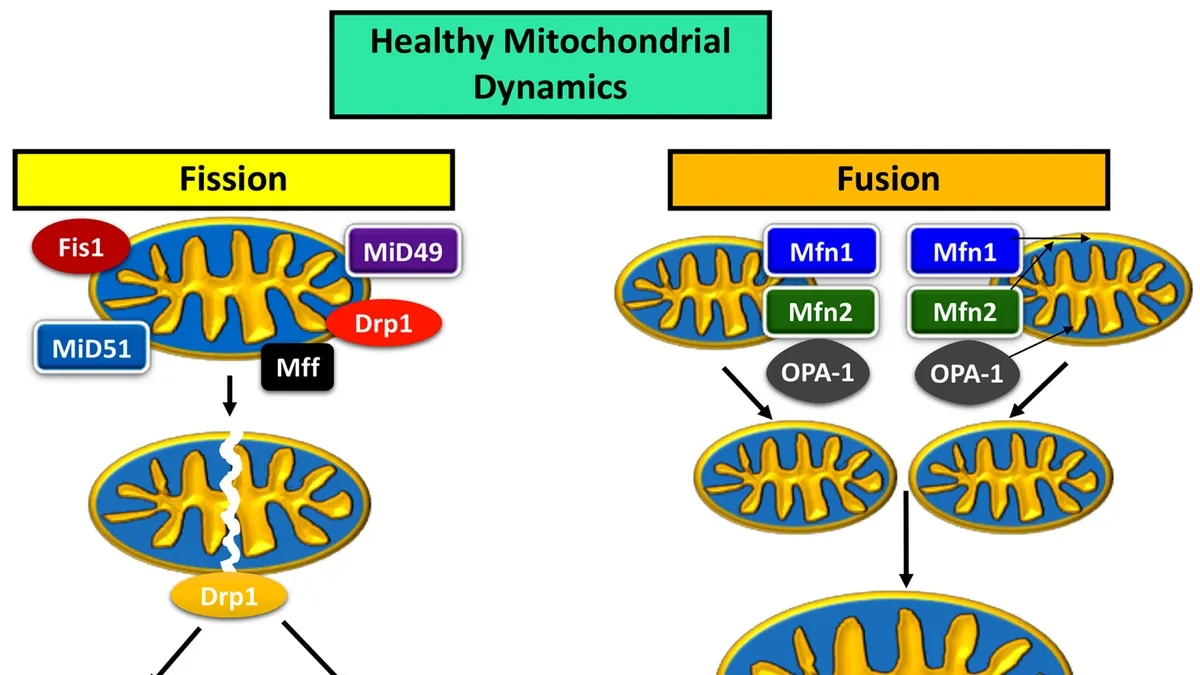 Understanding the Role of Drp1 in Mitochondrial Fission and its Potential Implications for Health