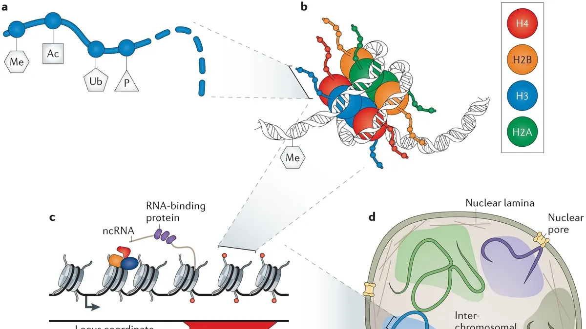 Synthetic Biology: The Path to Unraveling the Mysteries of Chromatin Domains