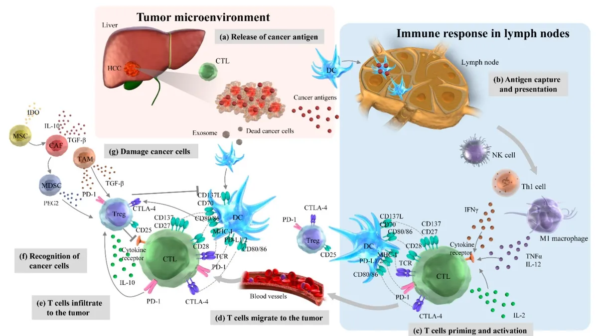 Exploring the Role of Transcription Factors in the Tumor Microenvironment: New Insights and Therapeutic Potential