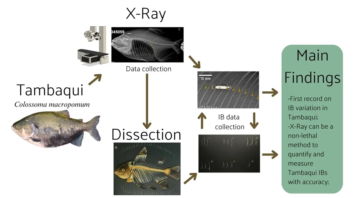 Decoding the Transcriptome of Adult Tambaqui Fish: A Look at Differential Gene Expression in Males and Females