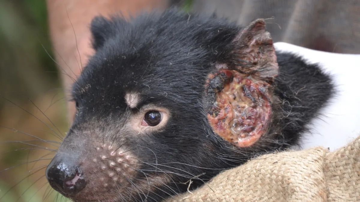 Transmissible Cancers in Wildlife: The Consequences for Tasmanian Devils and Spotted-Tailed Quolls
