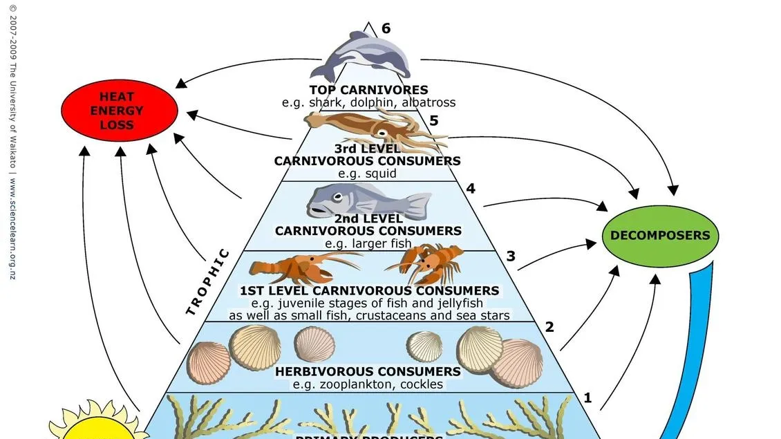 Trophic Levels of Aquatic Food Species: Impact on Global Consumption, Trade and Sustainability