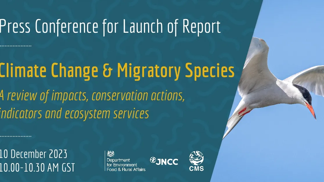 Declining Migratory Species: A Wake-Up Call from UN Report