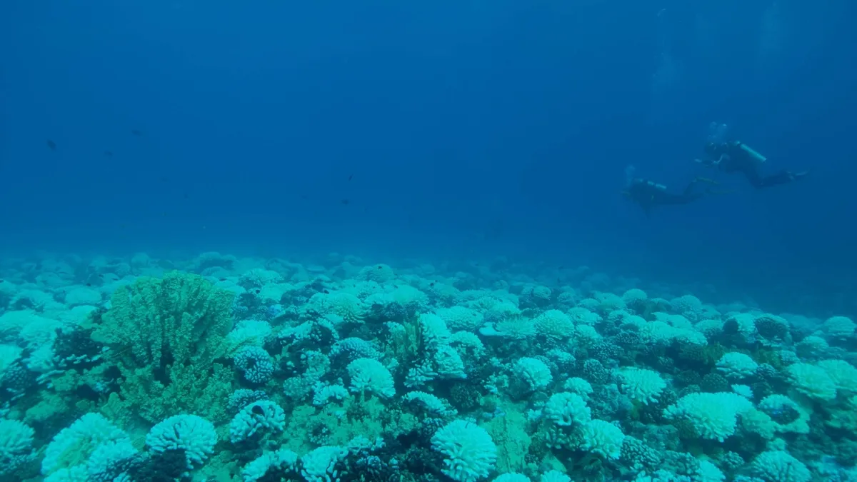 Coral Bleaching: Unleashing Bacteria that Further Stress Reefs