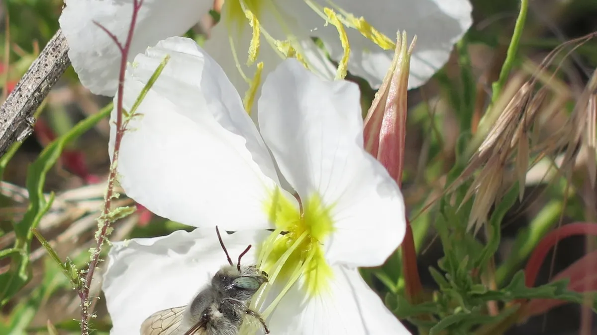 How Air Pollution is Impacting Nighttime Pollinators: A Study by the University of Washington