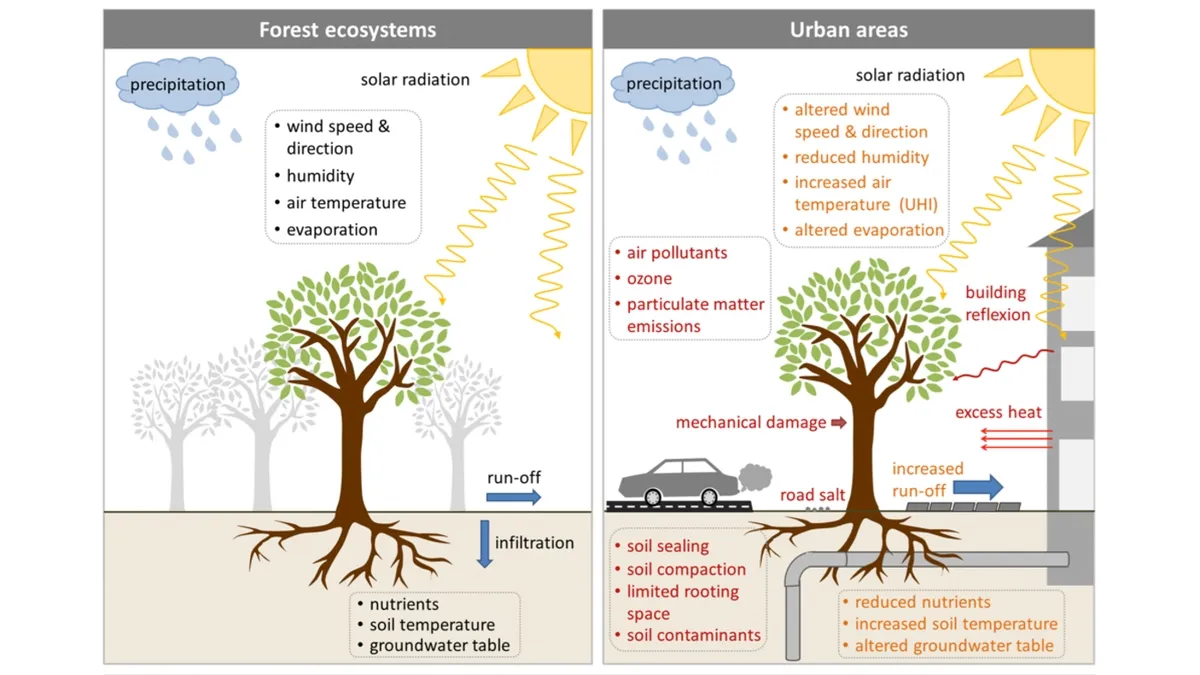 Urban Tree Cover: A Natural Solution to Mitigate Climate Change and Improve Air Quality