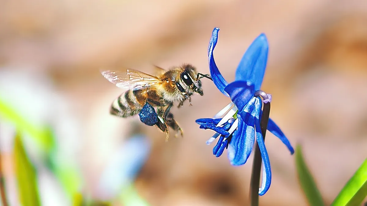Why Bees Prefer Blue: The Intriguing Role of Color in Pollination